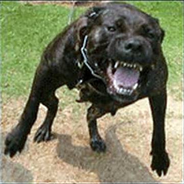 DOG1